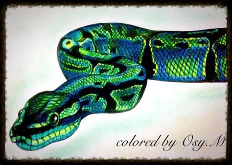Image result for Python Animal Drawing