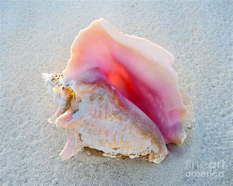 Résultat d’images pour Queen Conch Out of Shell