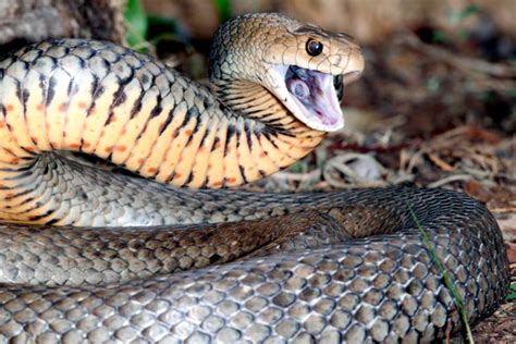 Afbeeldingsresultaten voor Deadly Australian Snakes
