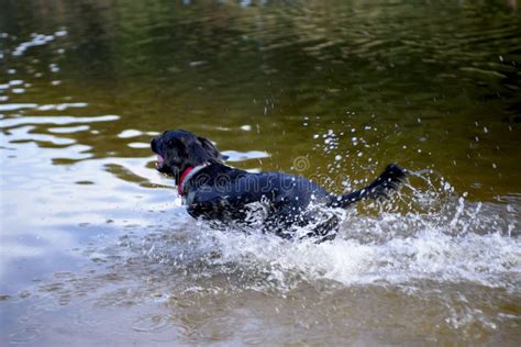 Toradh íomhá ar Minecraft Hunting Ducks Pond