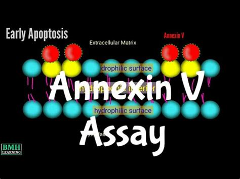Image result for Annexin Assay