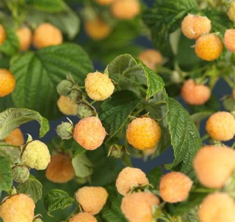 Image result for Gele Frambozen