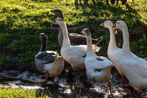 Toradh íomhá ar Minecraft Hunting Ducks Pond
