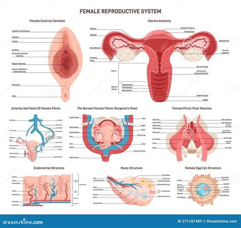 Female Reproductive System Internal and External に対する画像結果