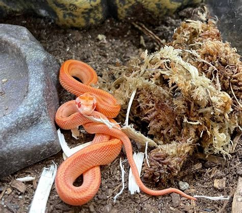 Toradh íomhá ar Creamsicle Corn Snake
