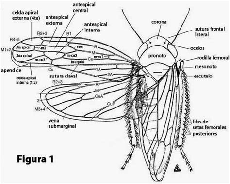 Image result for Estructura De Los Insectos