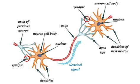 Image result for What Are the Lines Which Connect Neuron in Deep Learning