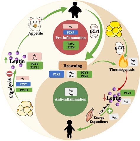 Afbeeldingsresultaten voor Wat Adipose Tissue