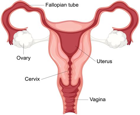 Image result for Female Reproductive System Fetus