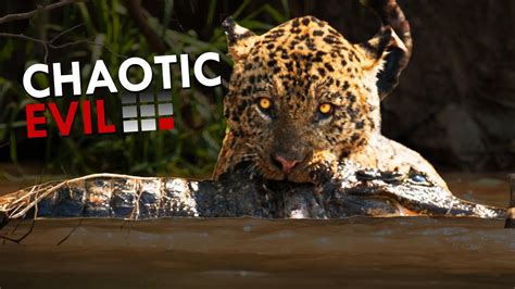 Image result for Cat Alignment Position