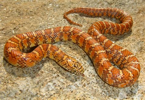Image result for Big Corn Snake