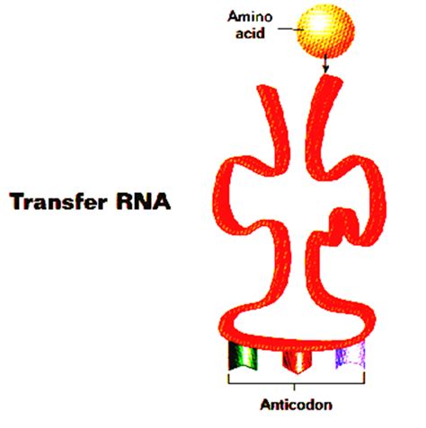 Image result for Translatie RNA