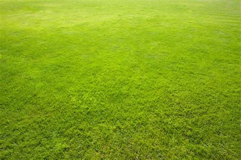 Grass Material 3DS Max に対する画像結果
