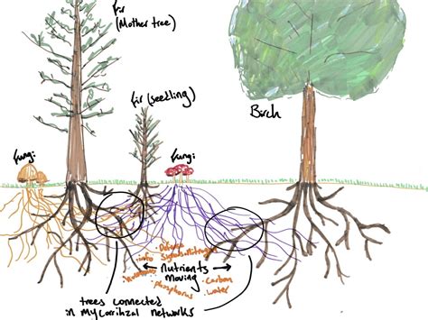 Cottonwood Tree Root System Diagram に対する画像結果