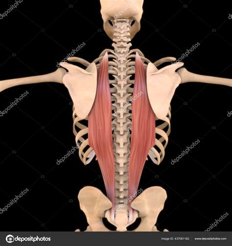 Image result for Soft Muscle Cells