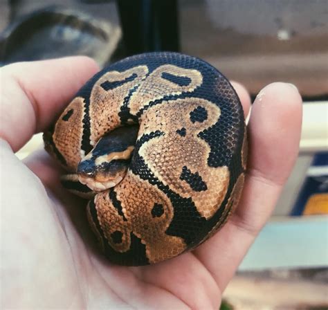 Image result for Cutest Ball Python