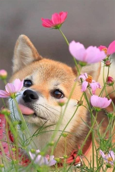 15 photos confirming that shiba inu love flowers – Artofit