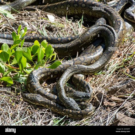 Image result for The Mating of Snakes