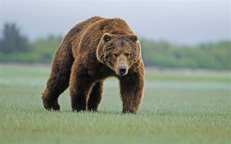 Afbeeldingsresultaten voor Forest Animals Bear
