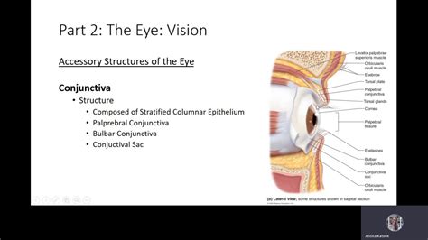 Image result for Accessory Visual Structures