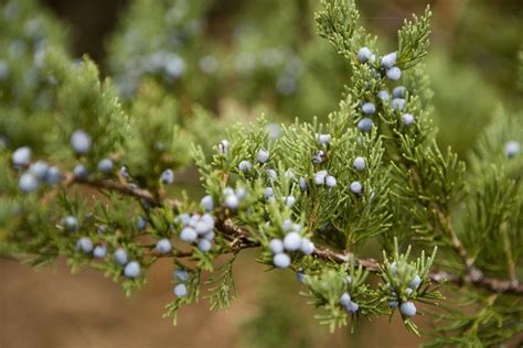 Types of Juniper Trees に対する画像結果