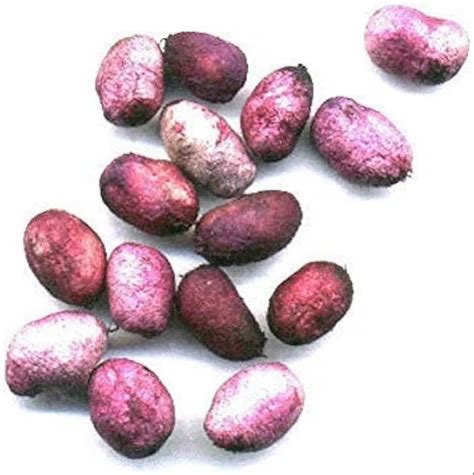 Image result for Java Plum Seed