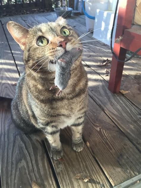 Image result for Proud Cat Meme