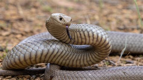 Afbeeldingsresultaten voor Deadly Australian Snakes