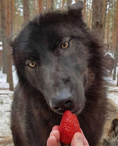 Meet the largest wolf on the planet video – Artofit