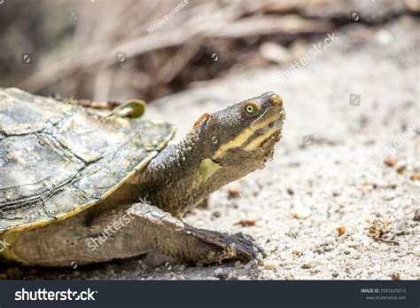 Image result for Murray River Tortoise