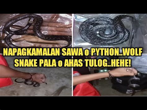 Image result for Sawa O Python