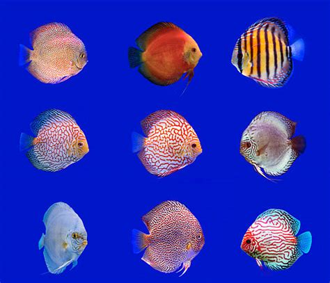 Image result for Different Types of Discus Fish