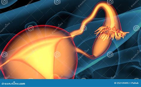 Image result for Female Reproductive System Fetus