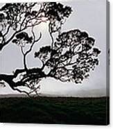 Image result for KOA Tree Silhouette Drawing