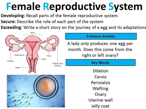 Image result for Female Reproductive System Free Science Lessons