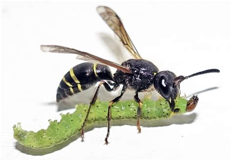 Wasp Predator に対する画像結果