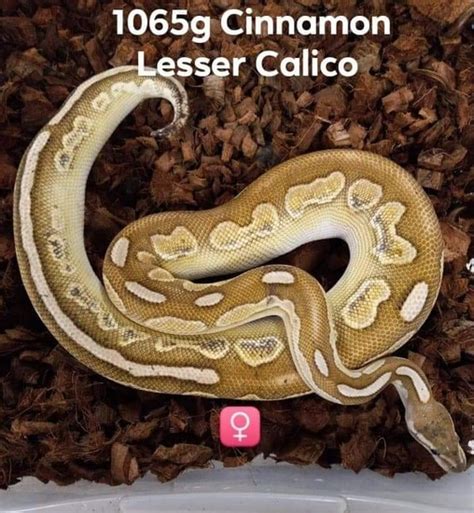 Image result for Calico Cinnamon Lesser Ball Python
