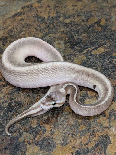 Toradh íomhá ar Calico Cinnamon Lesser Ball Python