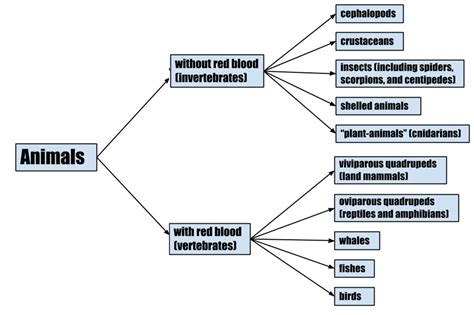 Toradh íomhá ar Classification Flowchart
