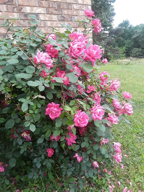 Image result for Rose Circle Border