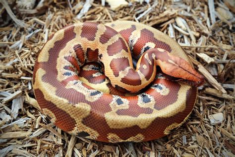 Toradh íomhá ar Red Blood Python