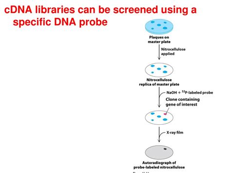 Image result for cDNA Probe
