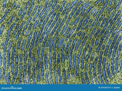 Image result for Endoplasmic Reticulum Under Microscope