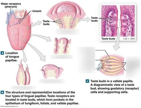 Toradh íomhá ar Filiform Papillae