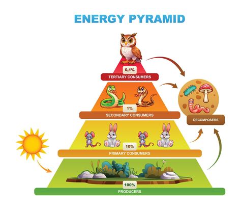 5 Trophic Levels Pyramid के लिए छवि परिणाम