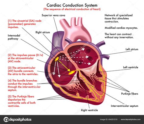 Image result for Heart Conduction System Animation