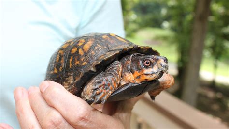 Afbeeldingsresultaten voor Box Turtle Intelligence