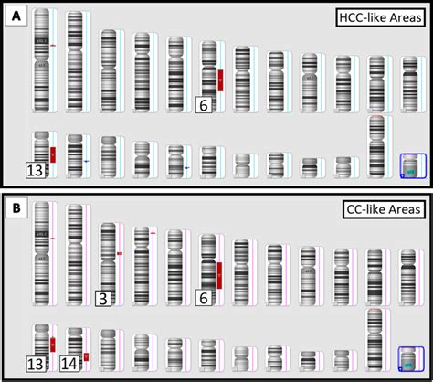 Chromosome Microarray に対する画像結果