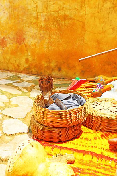 Image result for King Cobra Fangs