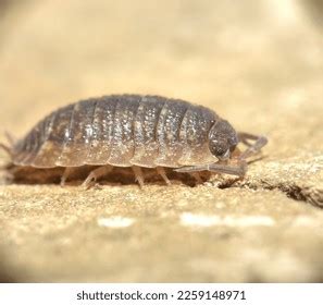 Image result for Humidity Bugs